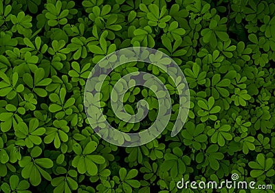 Green clover plant background Stock Photo