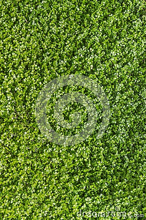 Green clover texture Stock Photo