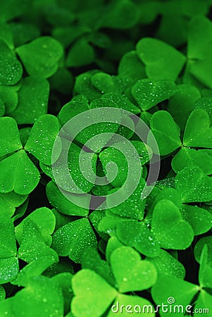 Green clover texture, shamrock background Stock Photo
