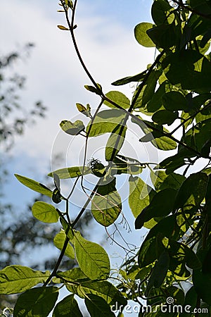 Green cobaea leaves on the background of sky. Balcony greening by climbing plants Stock Photo