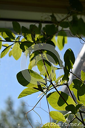 Green cobaea leaves near the window in small urban garden on the balcony Stock Photo
