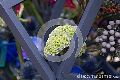 Green Cockscomb Celosia Cristata Annual flower in an exotic bouquet with wooden elements. Modern up-to-date floristry. Stock Photo