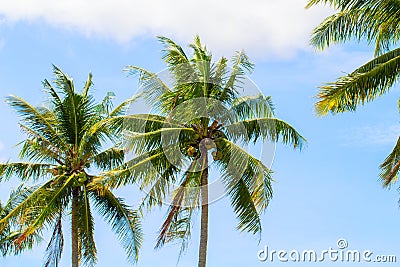 Green coco palm leaves on blue sky background. Palm tree and blue sky optimistic photo. Stock Photo