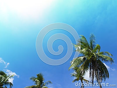 Green coco palm leaves on blue sky background. Palm tree and blue sky photo with sun flare. Stock Photo