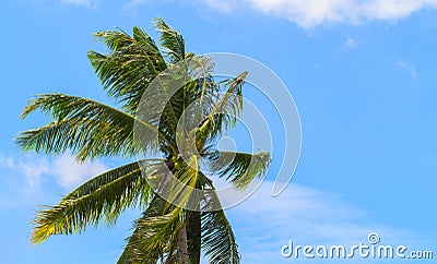 Green coco palm leaves on blue sky background. Palm tree and cloudy blue sky photo Stock Photo