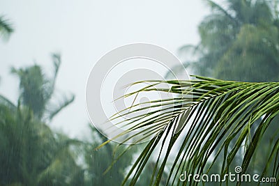 Green coco palm leaves on white cloudy sky background. Palm tree during rain season. Stock Photo