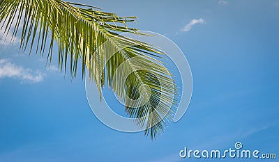 Green coconut palm tree leaf against blue sky. Tropical background. Stock Photo