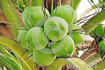 Green coconut Stock Photo