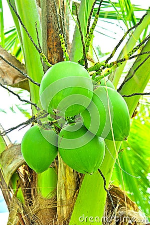 Green coconuts Stock Photo