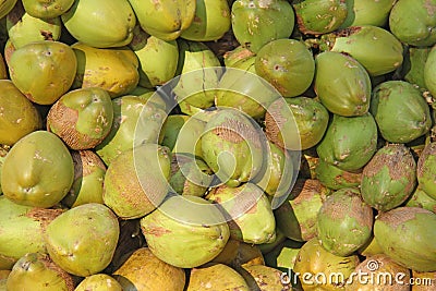 Green coconuts, background. Green floral background of coconuts Stock Photo