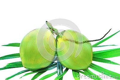 Green coconuts bunch on palm leaves isolate white Stock Photo