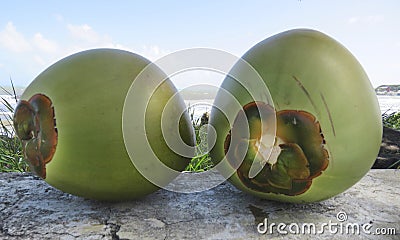 Green coconuts and Caribbean sea background. Martinique, French West Indies. Tropical culture Stock Photo