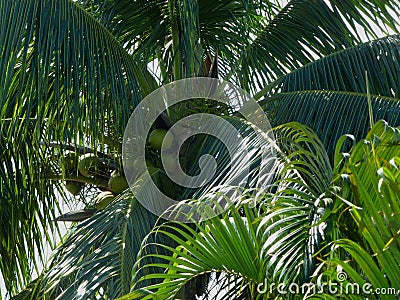 Green Coconuts Among Palm Fronds Stock Photo