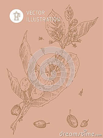 Vector coffee bean drawing in engraving style. Vector Illustration