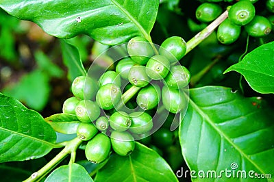 Green coffee beans on plant Stock Photo