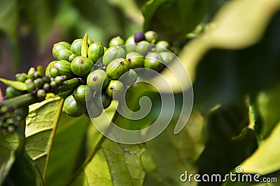 Green coffee beans, seed of berries from Coffea plant, Vietnam Stock Photo