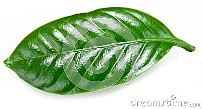 Green coffee leaves. Stock Photo