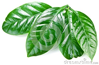 Green coffee leaves. Stock Photo