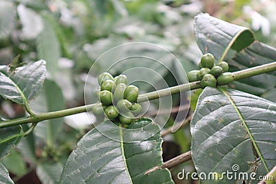 green coffee, green leaves and stems Stock Photo