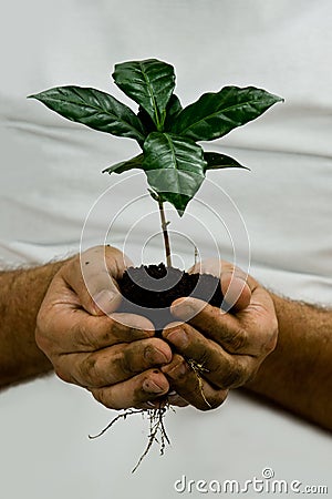 Green coffee plant Stock Photo