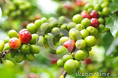 Green Coffee on Plant Stock Photo