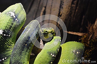 Coiled snake Stock Photo