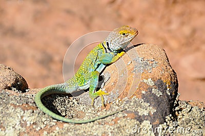 Green Collared Lizard Stock Photo