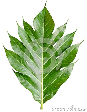 Fresh Breadfruit leaf isolated on white background Stock Photo