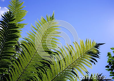 green color nature leaf beauty flowers shadow outdoors fern blue sky sunlight summer Stock Photo