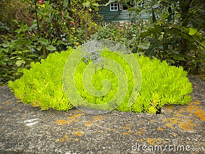 Green background Cartoon Illustration