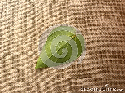 Green Piper betle leaf Stock Photo