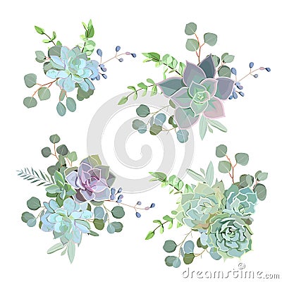 Green colorful succulent Echeveria vector design objects Vector Illustration