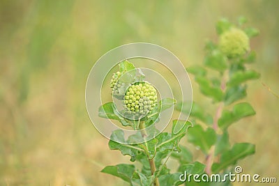 Green Comet Milkweed Asclepias viridiflora Stock Photo