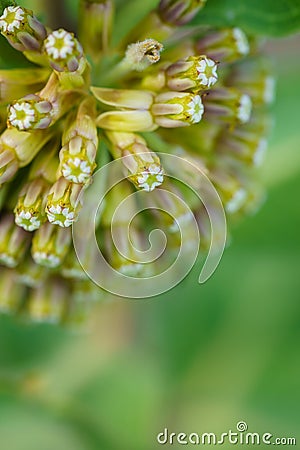 Green Comet Milkweed - Asclepias viridiflora Stock Photo