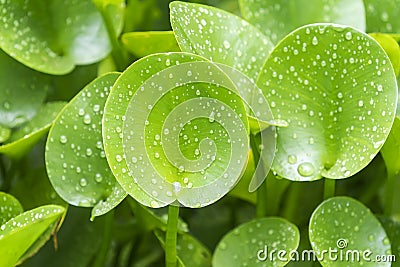 Composition with green leafs of Eichhornia Crassipes Stock Photo