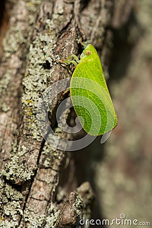 Green Cone-headed Planthopper - Acanalonia conica Stock Photo