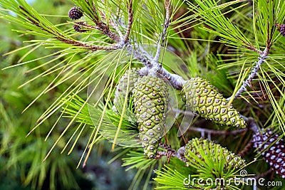 Green cones on the pine tree Stock Photo