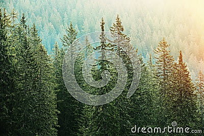 Green coniferous forest lit by sunlight Stock Photo