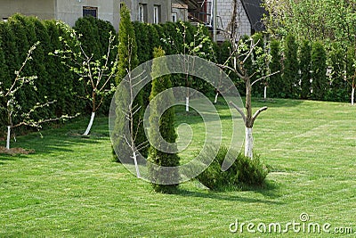 Green coniferous ornamental trees and bush on the grass Stock Photo