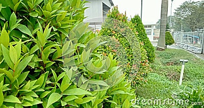 green and cool factory yard Stock Photo