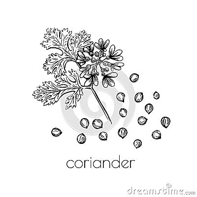 Green coriander sketch flower seeds on white background for print design. Vector illustration. Drawing engraving. Doodle Vector Illustration