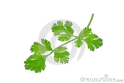 Green coriandrum sativum leaves isolated on white Stock Photo