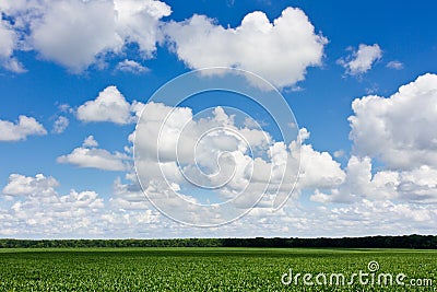 Field and clouds Stock Photo