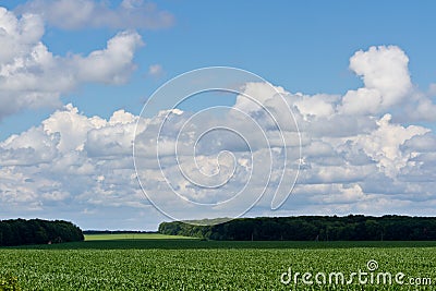 Field and clouds Stock Photo