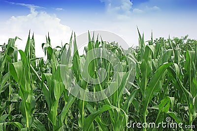 Green corn field Stock Photo