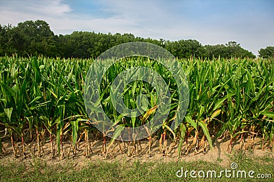 Green corn field growing up against blue sky Stock Photo