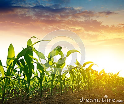 Green corn field Stock Photo