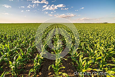 Green corn maize field in early stage Stock Photo