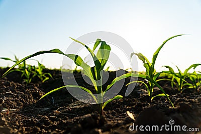 Green corn maize plants on a field. Corn grows in black soil. Small shoots of corn plants on plantation. Corn agriculture. Stock Photo