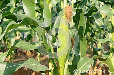 Green corn plant Stock Photo